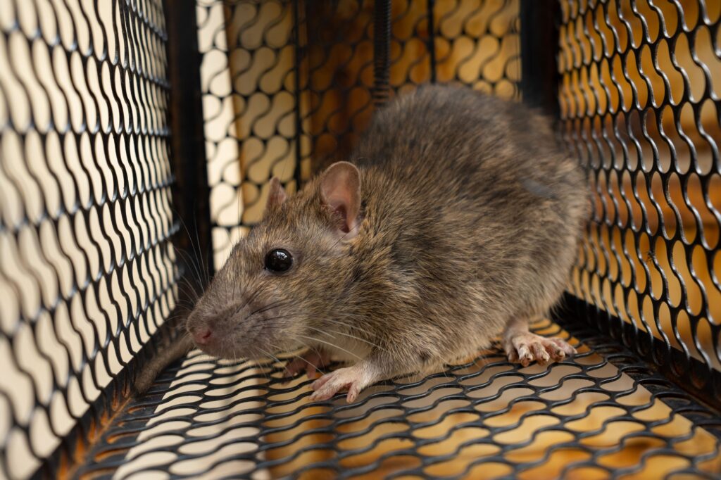 Close-up of a Rat in a Wire Cage