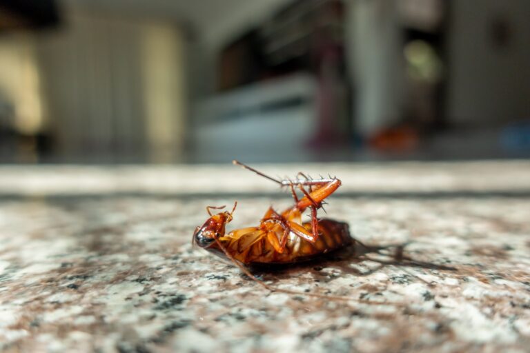 Professional vs DIY Roach Control: What El Paso Homes Should Know