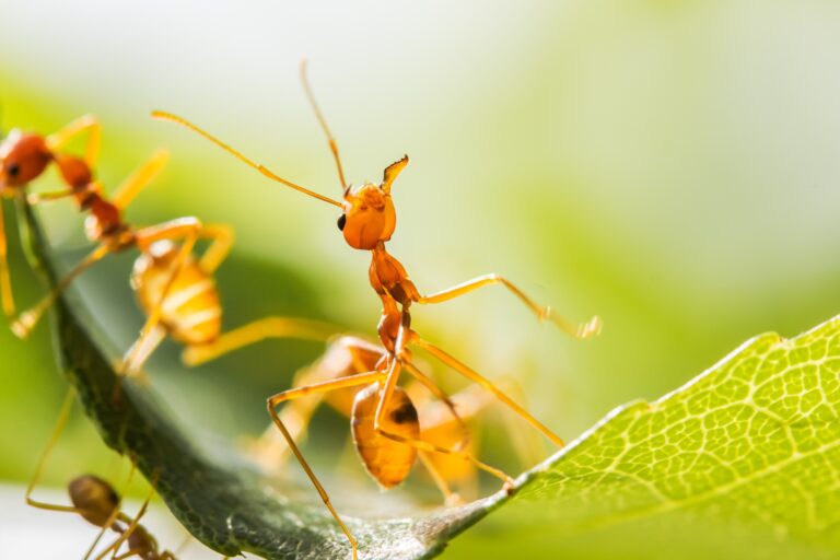 Ant Invasions in Desert Homes: Prevention Tips That Work