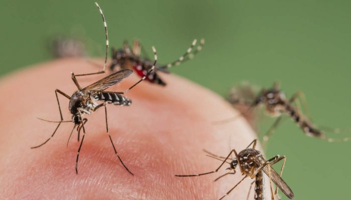 Spring Mosquito Problems in El Paso: What Attracts Them and How to Fight Back